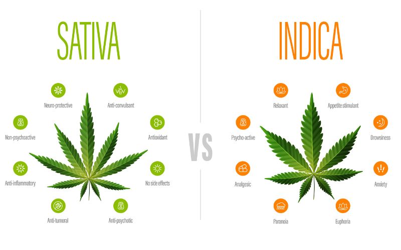 differences between indica and sativa strains