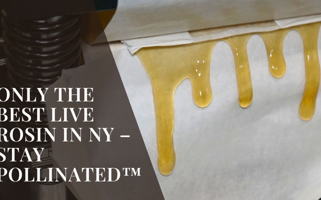 Only the best live rosin in NY – Stay Pollinated™
