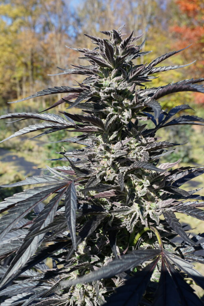 Sun-grown cannabis plant in New York used for terpene-rich live rosin extraction