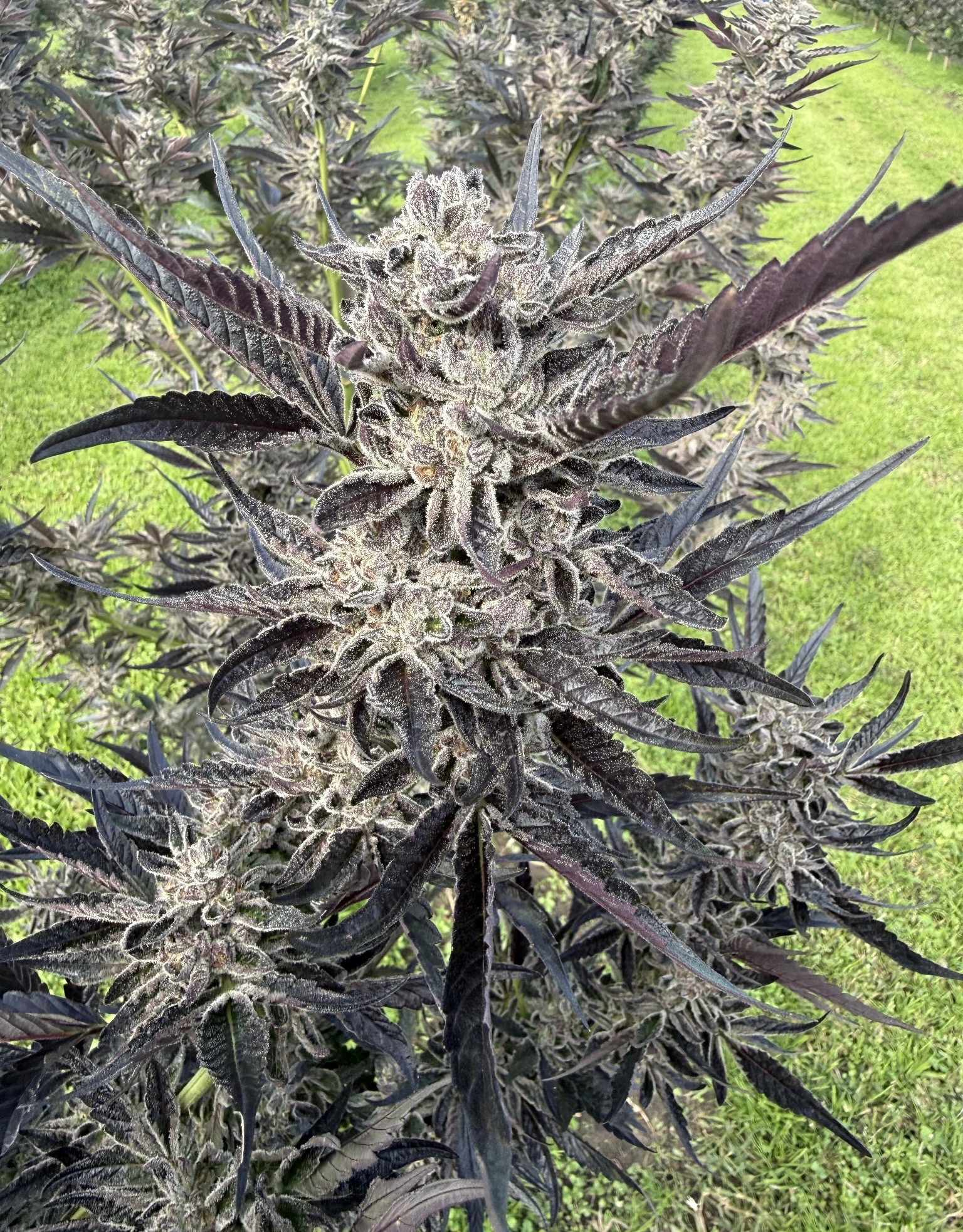 Close-up of a resin-rich purple cannabis flower cultivated outdoors in New York, showcasing terpene-rich genetics and sun-grown cultivation practices.