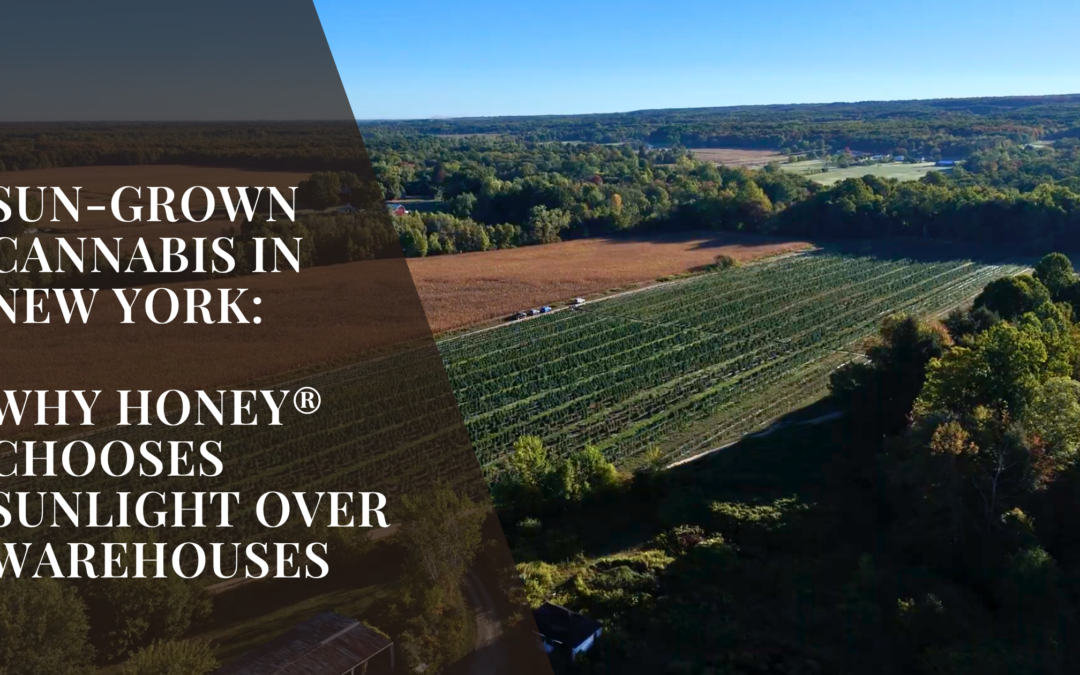 Sun-Grown Cannabis in New York: Why Honey® Chooses Sunlight Over Warehouses