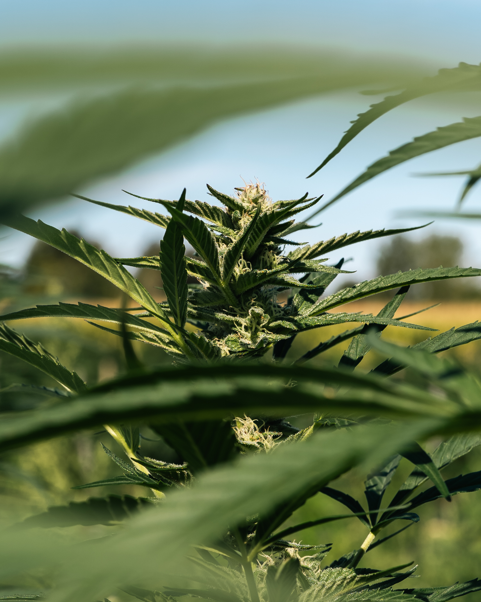 Outdoor cannabis flower cultivated in New York using sun-grown and living soil farming practices.